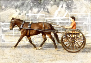 my dressage horse Sunny doing a nice trot. 