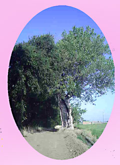 the Survivor Tree, lightening damaged but still alive.