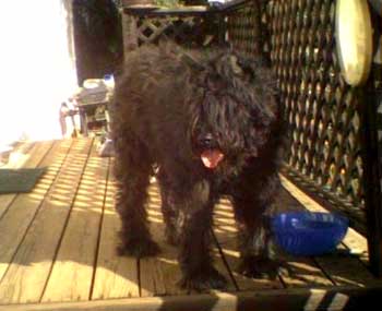 Sweet Pea, also called Phoebe, a rescued Bouvier bitch.