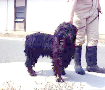 Sweetie at Solano Animal Control