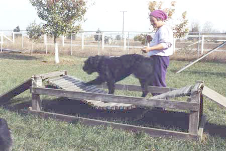 Sweetie on the low sway bridge