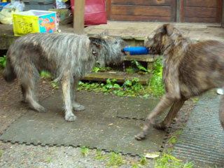 two dogs playing Tug 