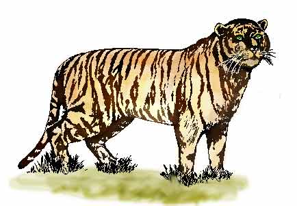 a tyger