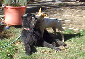 Velvet and Fox playing jaw wrestlng.