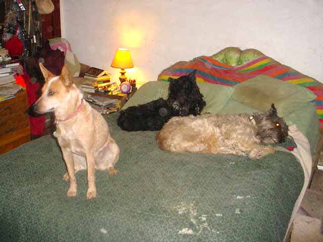 my own 3 dogs , Velvet (black), Grover (fawn), and Fox (red roan Queensland)