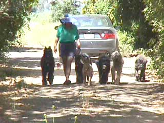 starting on a walk, in the shade